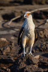 Northern Crested Caracara (Caracara cheriway) perched, Texas, USA