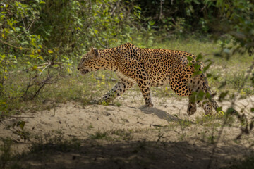 Fototapeta na wymiar Panthera Paradus Kotiya (Sri Lanka Leopard), posing for the camera.
