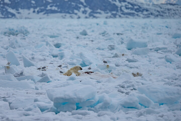 Polar Bear (Ursus maritimus) Spitsbergen North Ocean