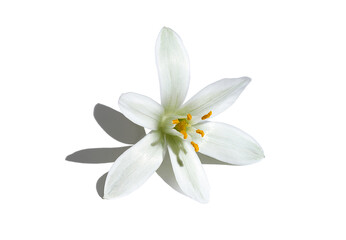 Fototapeta na wymiar White flower with shadow, isolated on white
