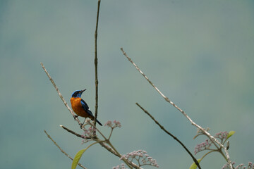 Blue-capped Rock Thrush