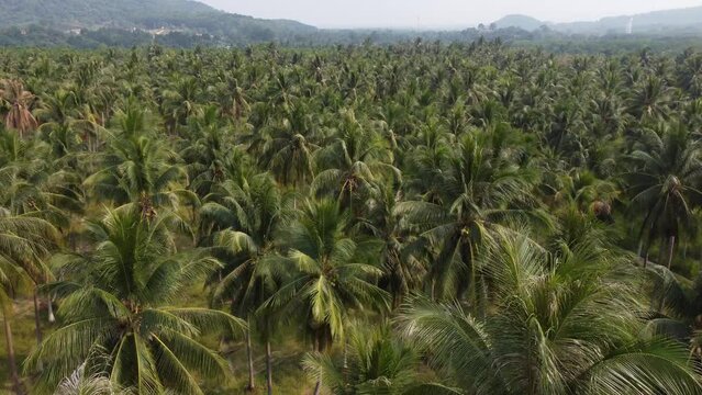 Aerial shot of coconut palm plants from a drone in a coconut plantation in rural Thailand.