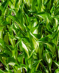 Fototapeta premium Shoots of a young hosta plant grow in a flower bed in spring