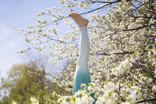 A young woman makes Yoga exercise complex. enjoying the moment. holistic health practices. woman wearing sportswear does a headstand in a spring flowering garden or yard outdoors. Copy space.