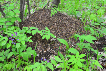 anthill in the forest among green grass and plants