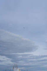 seagull in flight