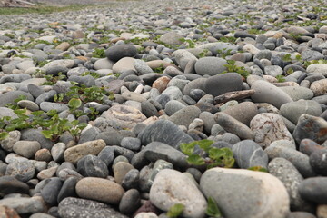 ゴロゴロした大き目の砂利