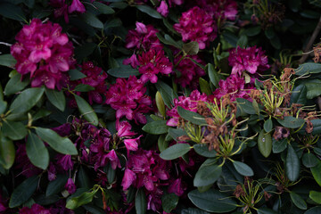 pink flower bush