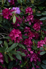 Fototapeta na wymiar pink flower bush