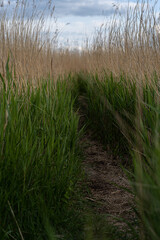 reeds path in the water