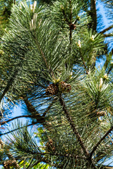 Last year's brown cones on branch of Austrian pine (Pinus 'Nigra') against blurred background. Close-up. Black pine tree with long needles against blue sky. Nature concept for design. Selective focus.