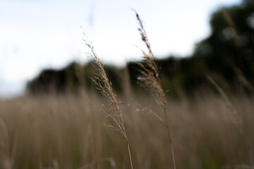 Obraz premium reed close up