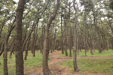 松林の中を通る散歩道