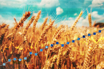 Wheat commodity price increase