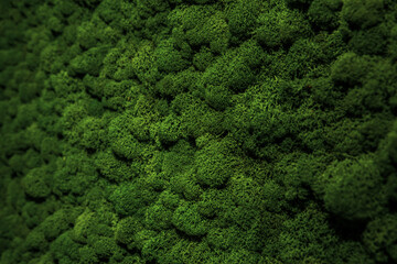 Obraz premium Wall decorated with stabilized moss in an eco-friendly office