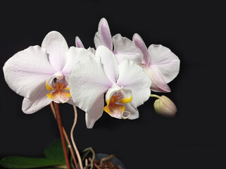 Fototapeta na wymiar Pink phalaenopsis orchid on a black background