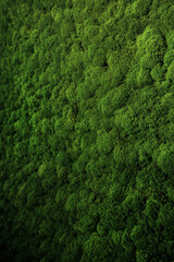 Wall decorated with stabilized moss in an eco-friendly office