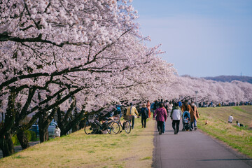 福生多摩川沿いの桜