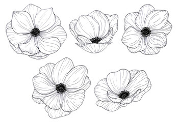 Set of flowers anemons, hand-drawn illustration