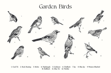 Garden Birds. Set. Vector vintage illustrations. Black and white