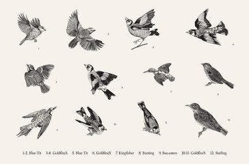 Birds. Set. Vector vintage illustrations. Black and white - 508205710