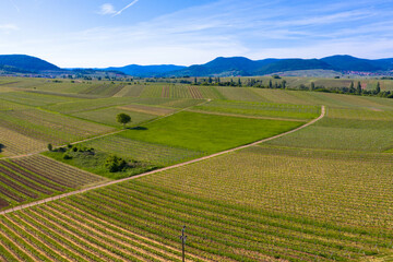 Aerial view from nature reserve
the little Kalmit. Is located in the east of the Palatinate Forest near the wine and holiday resort of Ilbesheim. 
German Wine Road, Vineyard Palatinate region.