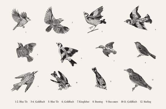 Birds. Set. Vector vintage illustrations. Black and white