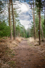 Lieblicher Waldweg führt in die Tiefe