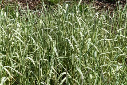 Phalaris arundinacea var picta 'Feesey' a perennial striped grass plant commonly known as Ribbon Grass or Gardener's Garters, stock photo image