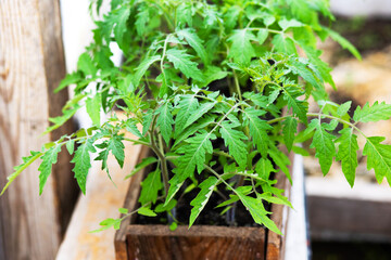 Spring tomato seedlings in a wooden box for future harvest