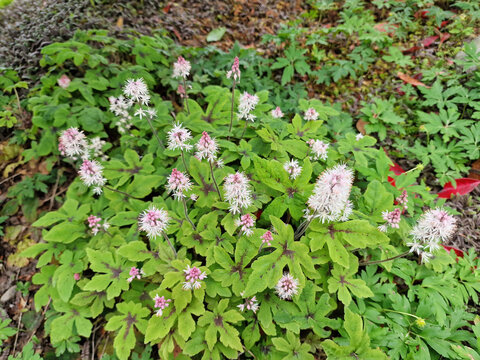 Tiarella 'Spring Symphony' a spring summer flowering plant with a pale pink summertime flower commonly known as foam flower, stock photo image