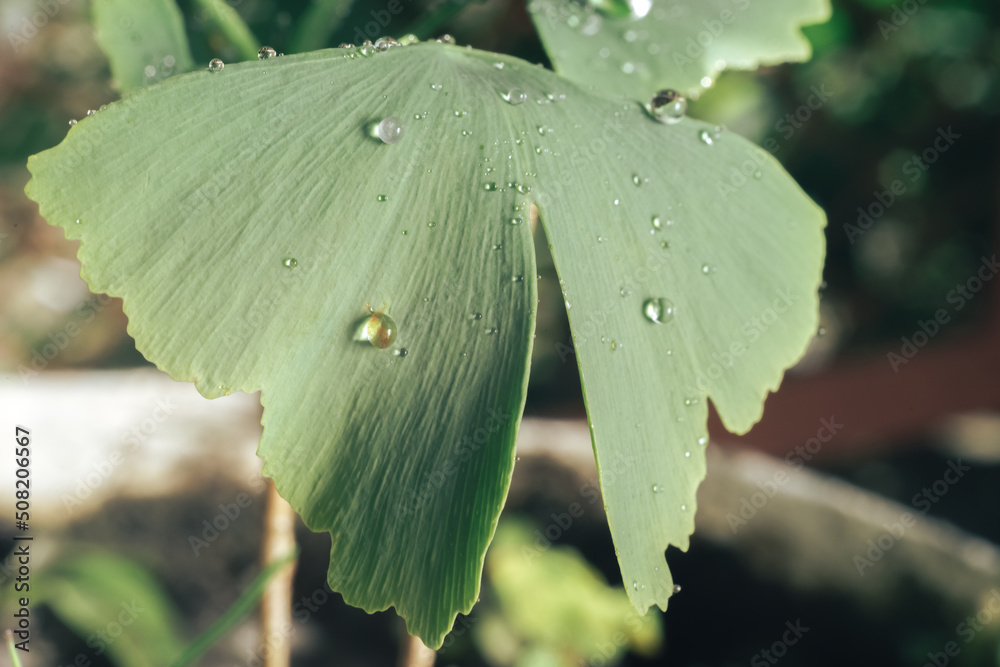 Poster close up of green leaf ginkgo on a ginkgo biloba little tree. macro photography view.
