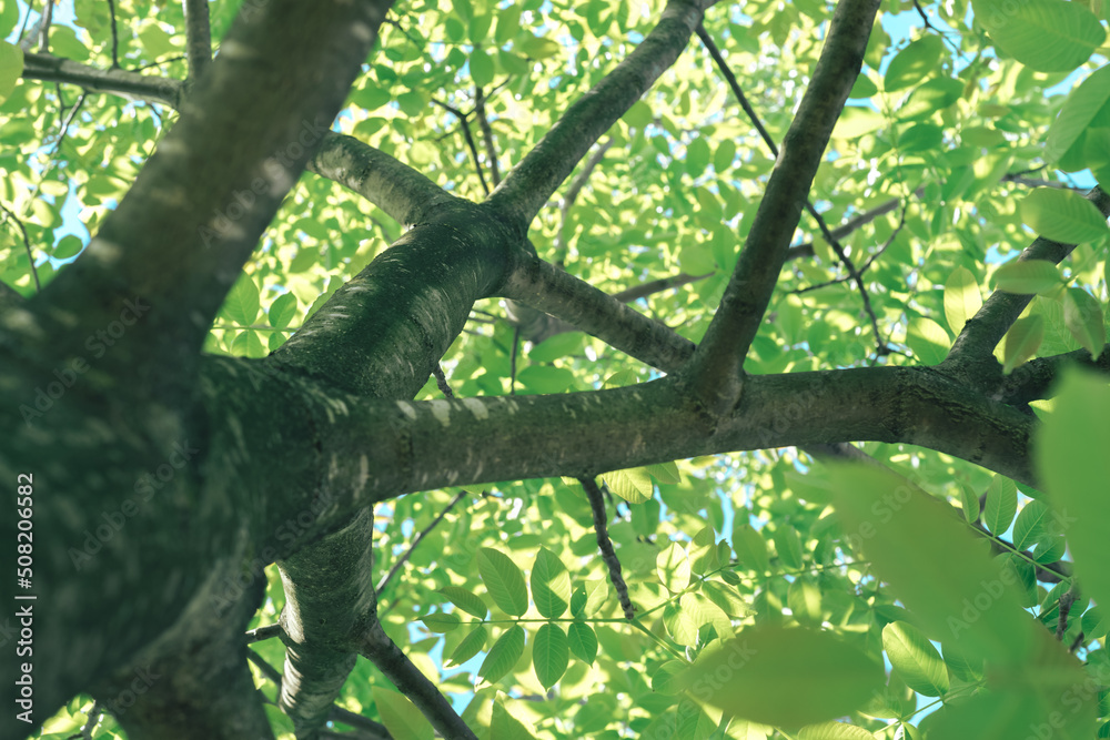 Aufkleber beautiful green tree look up. background pattern for design.