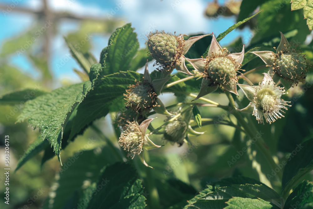 Poster close up of beautiful fresh green raspberries on a raspberry bush, on a sky back. background fresh's