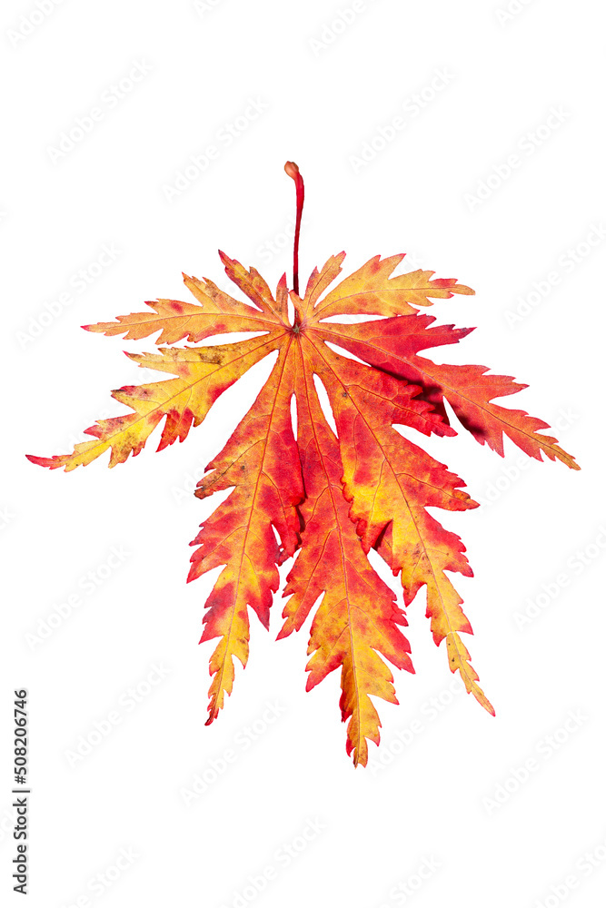Canvas Prints japanese maple leaf in an autumn fall colour of vibrant red orange and yellow cut out and isolated o