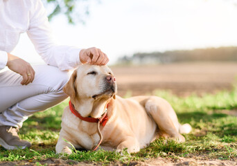 Beautiful caucasian blonde girl lying on a colored blanket with a white Labrador dog in the garden on the green grass. Close up photo