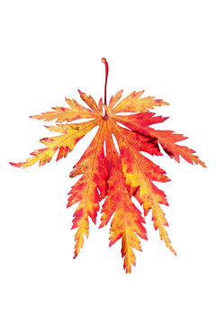 Japanese maple leaf in an autumn fall colour of  vibrant red orange and yellow cut out and isolated on a white background, stock photo image