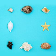 Seashells on a blue background. Image for inserting text about a seaside vacation or tanning cosmetics.