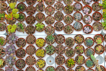 Cactus Pots Selection