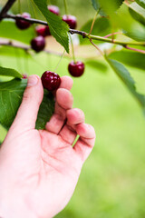 Caucasian male's hand picking Red ripe cherries hanging from cherry tree branch on overcast day