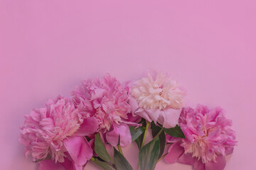 Obraz na płótnie Canvas Blooming pink peonies on a pink background. Copy space. Background