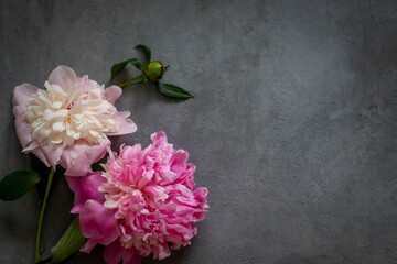 White and pink peonies lie on a gray background