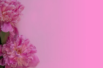 Blooming pink peonies on a pink background. Copy space. Background