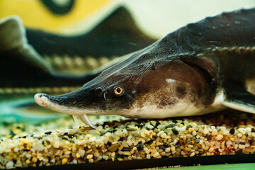 sturgeon in the restaurant's aquarium. preparation of freshly caught fish.
