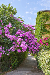 Blooming bougainvillea grows in a narrow street of a European city.