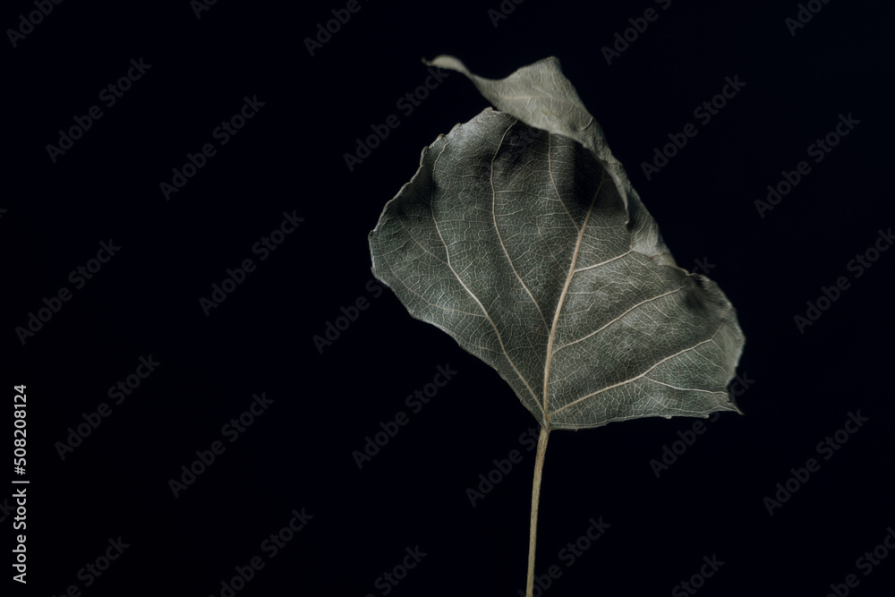 Poster beautiful faded old one leaf o a black. minimalism autumn style concept. background pattern for desi