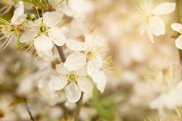 Defocused floral abstract background with copy space. White flowers on a blurred background with sunbeams and highlights.
