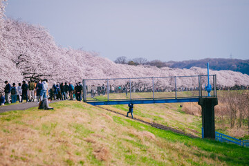 福生多摩川沿いの桜