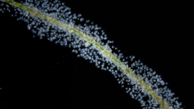 Infusoria Ciliophora Vorticella under microscope, class Oligohymenophorea. Video shows the colony attached to algae. They also attach to stones, crustaceans