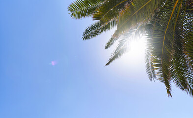 Obraz na płótnie Canvas Palm branches against the background of the sun and blue sky
